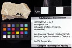 Foto (Objket + Etiketten) von Mundopsidae indet. 